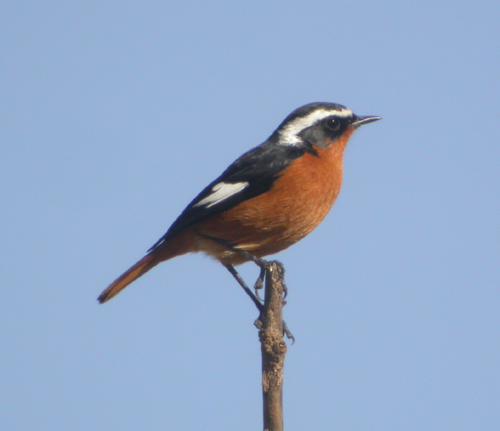 Diademrdstjrt ♂