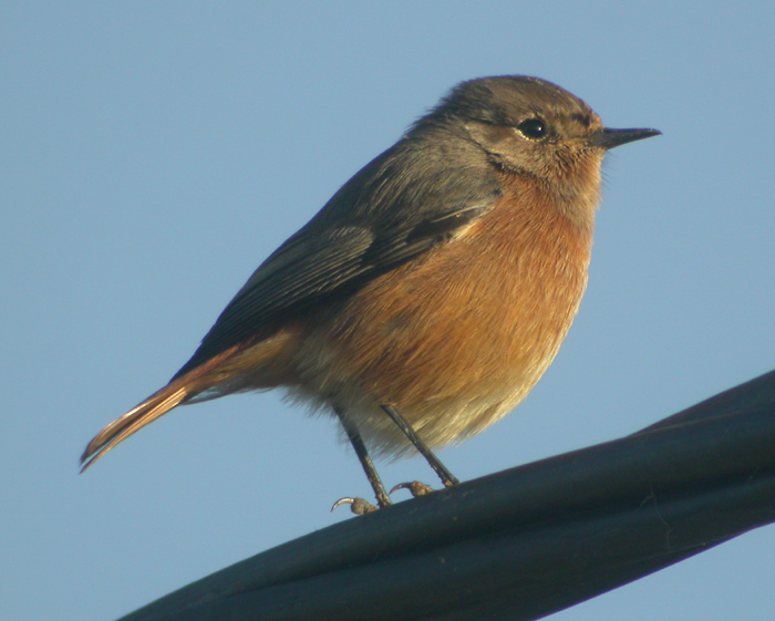 Diademrdstjrt ♀
