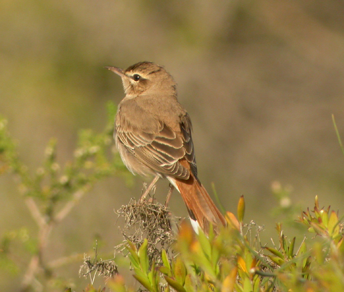 Trdnktergal, ssp syriacus