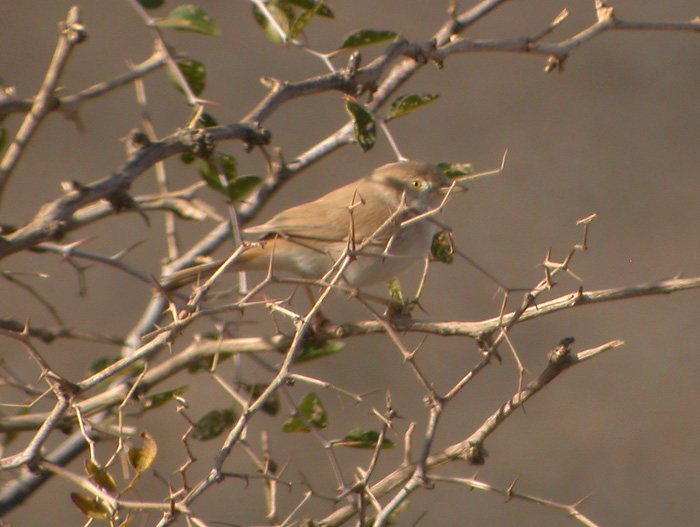 Saharasngare