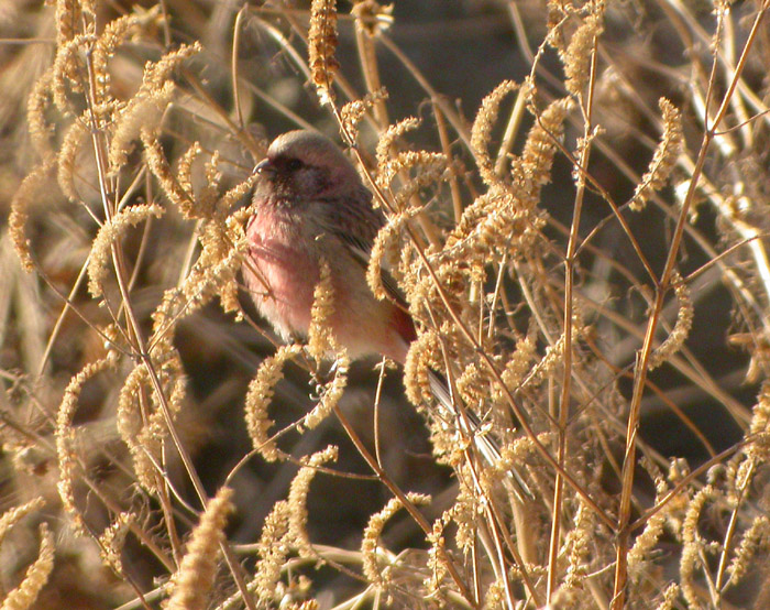 Lngstjrtad rosenfink ♂