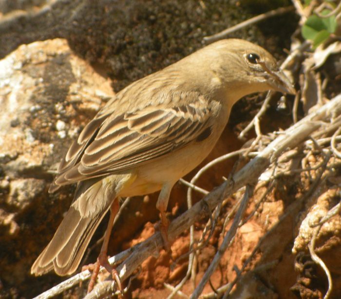 Svarthuvad sparv ♀