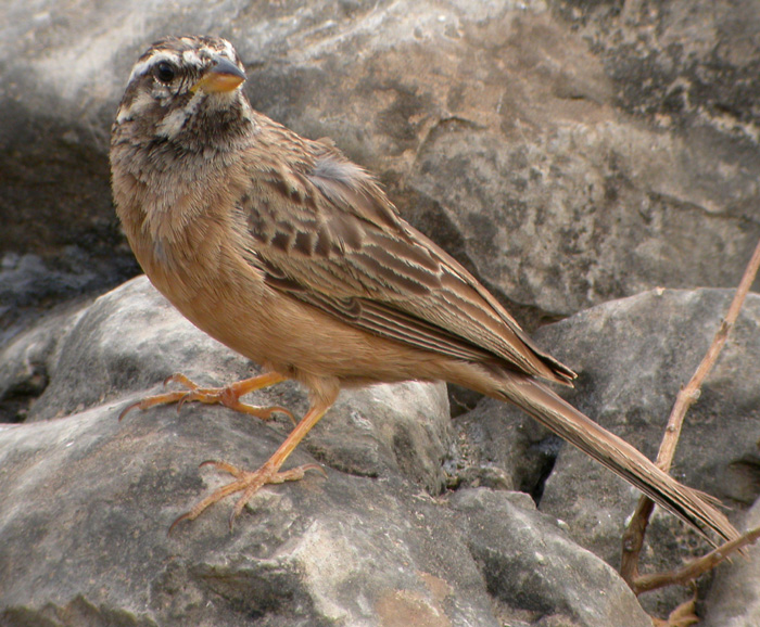 Afrikansk klippsparv ♀