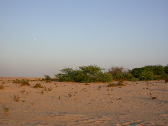 Qatbitoasen