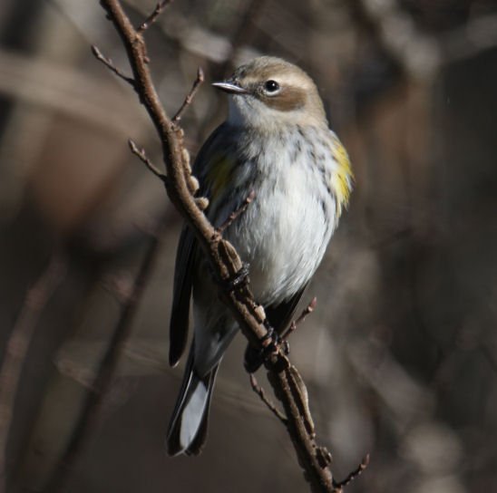 Yellow-rumped (Myrtle) Warbler 7625