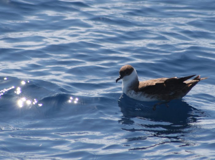 Great Shearwater 0069