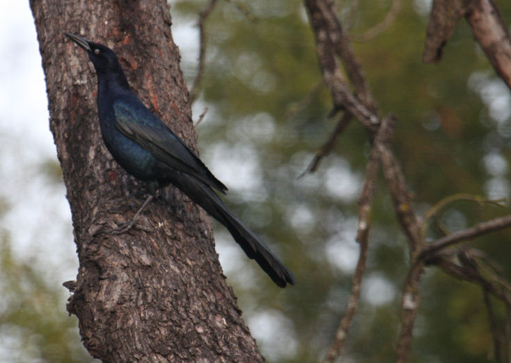 Great-tailed Grackle 8079