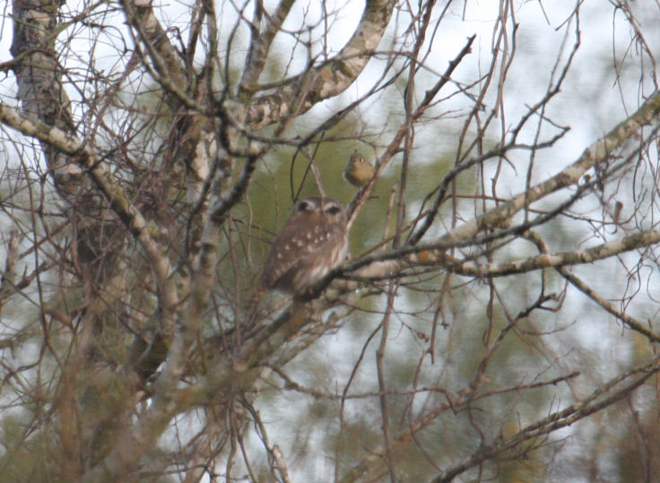 Ferruginous Pygmy-Owl vs Ruby-crowned Kinglet 8110