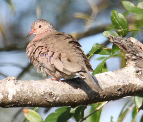 Common Ground-Dove 8175