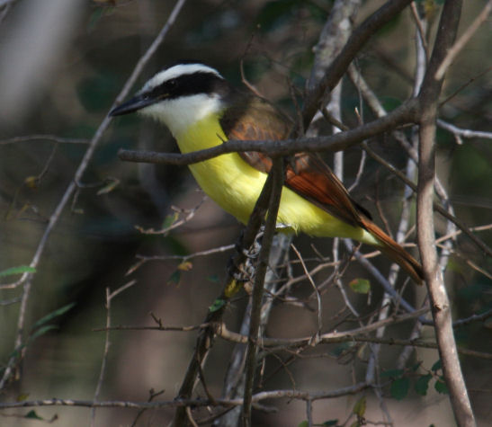 Great Kiskadee 8198
