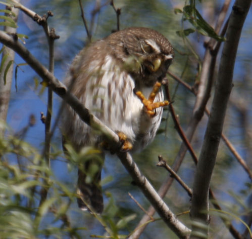Ferruginous Pygmy-Owl 8223