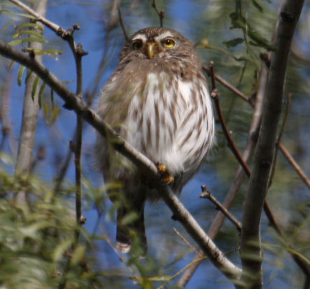 Ferruginous Pygmy-Owl 8240