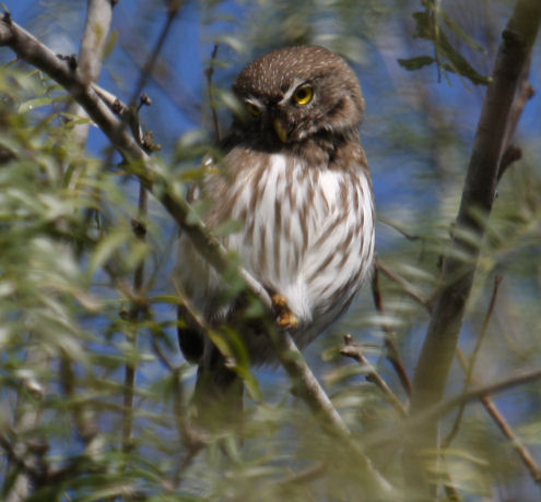 Ferruginous Pygmy-Owl 8247