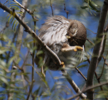 Ferruginous Pygmy-Owl 8276