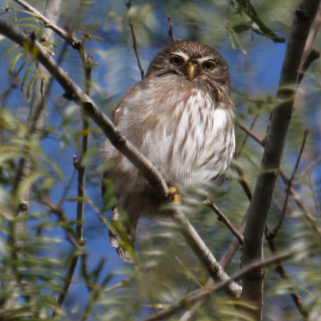 Ferruginous Pygmy-Owl 8297