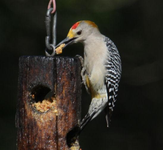 Golden-fronted Woodpecker 8390