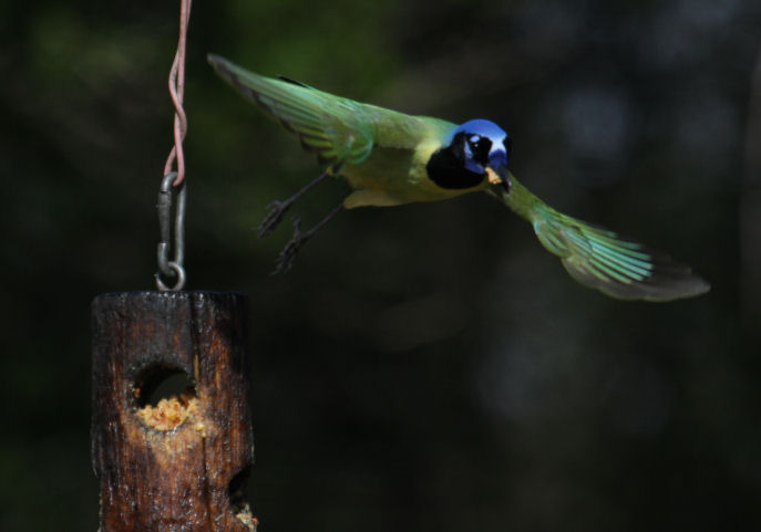 Green Jay 8397