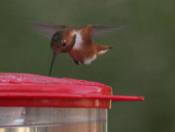 Allen's Hummingbird 8436