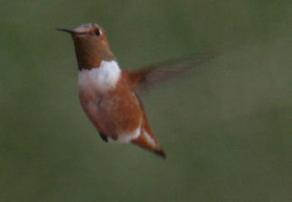 Allen's Hummingbird 8443