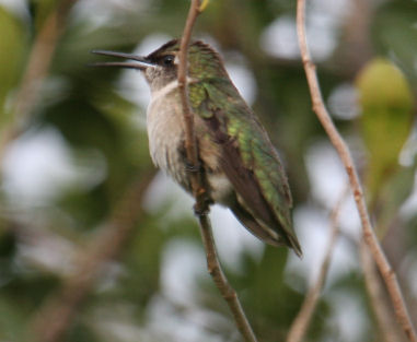 Ruby-throated Hummingbird 8609
