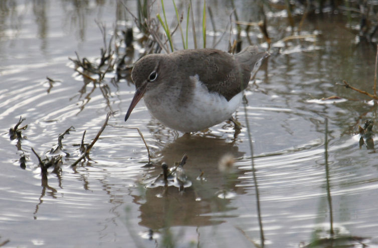 Spotted Sandpiper 8684