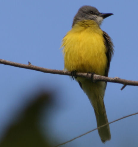 Couchs Kingbird 5459