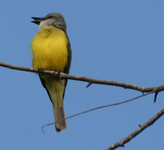 Couchs Kingbird 5482