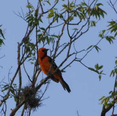 Altamira Oriole 220