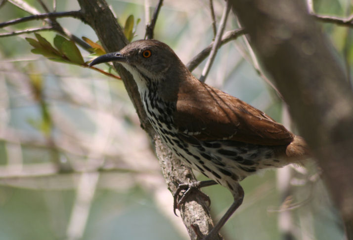 Long-billed Thrasher 435