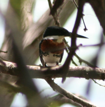 Green Kingfisher 490