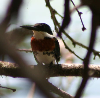 Green Kingfisher 570