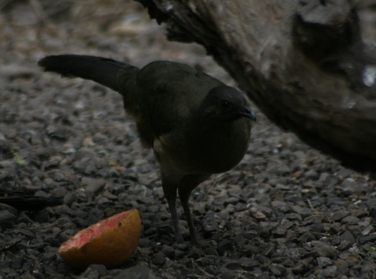Plain Chachalaca 3755