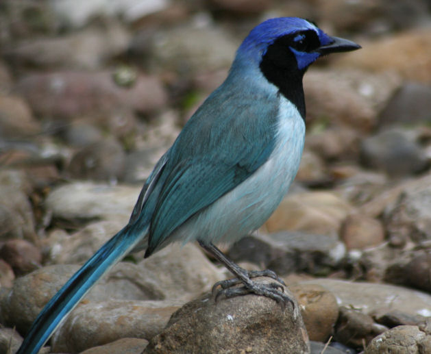Blue Green Jay 3801