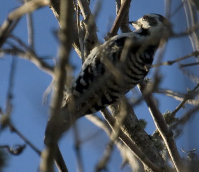 Ladder-backed Woodpecker 0451