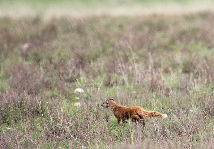Yellow Mongoose_0365.JPG