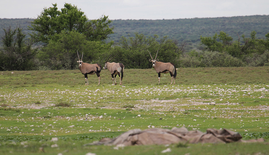 Gemsbok_0370.JPG