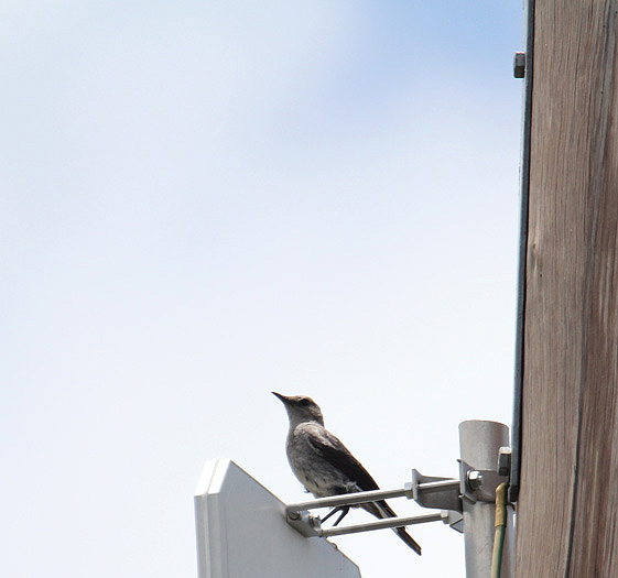 Mountain Wheatear_0976.JPG