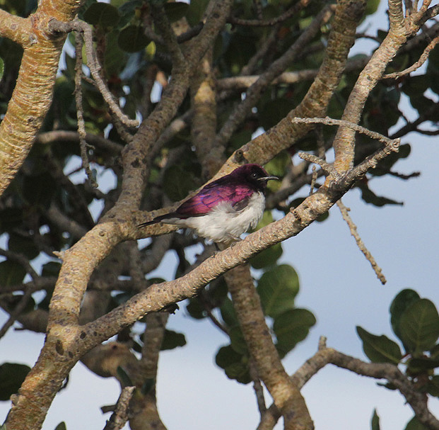 Violet-backed Starling_2418.JPG
