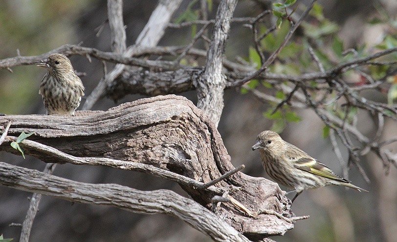 Pine Siskins_0934.JPG