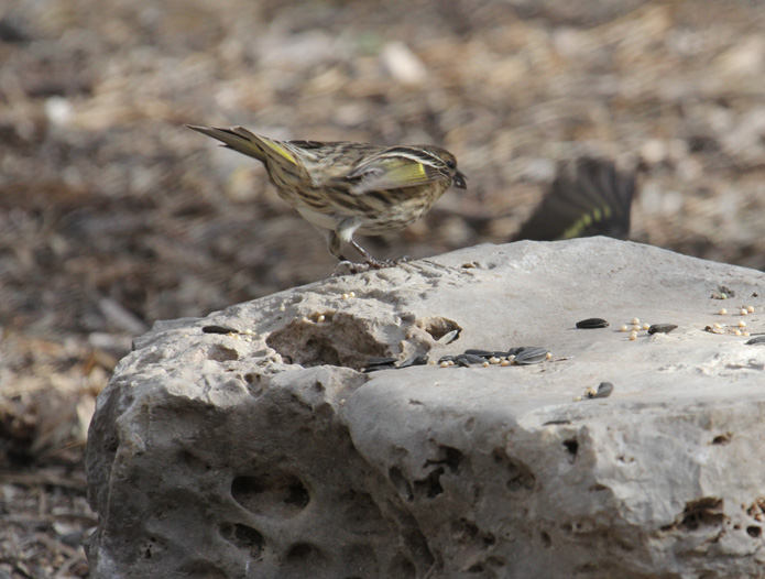 Pine Siskins_0947.JPG