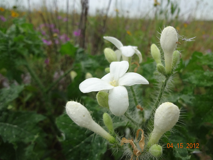 Bull Nettle_DSC02566.JPG