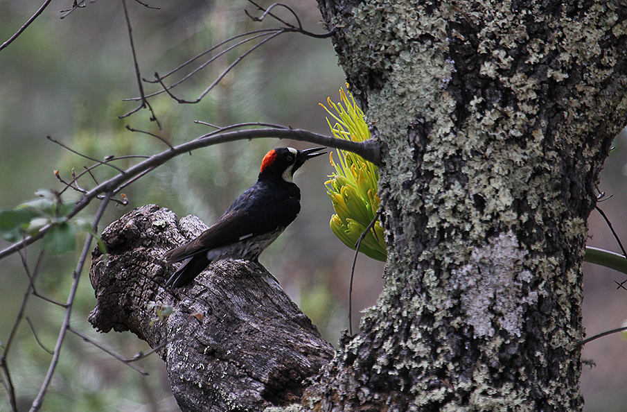 Acorn Woodpecker_5703.JPG