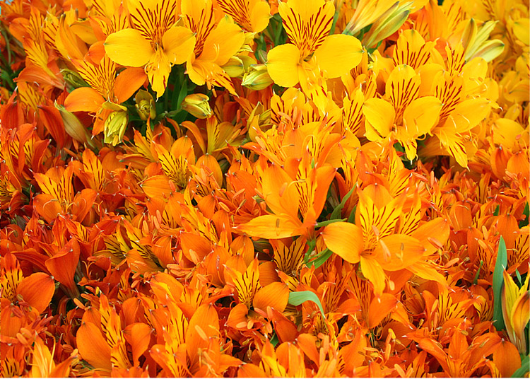 Orange Market Flowers