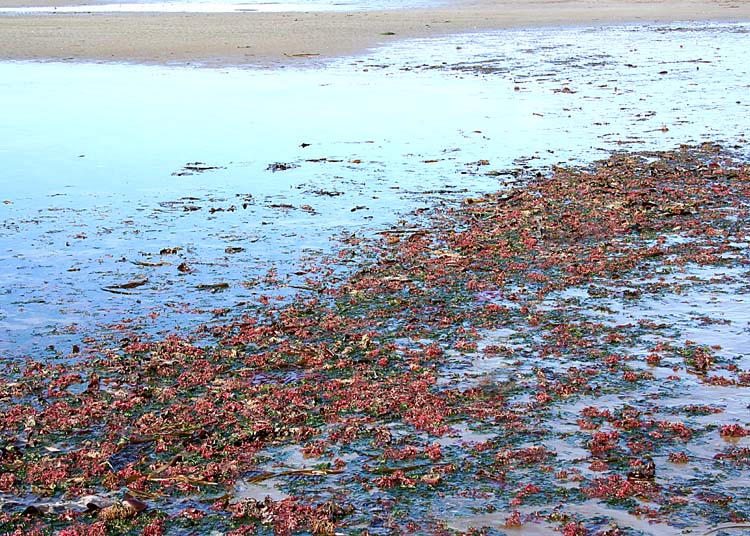 Seaweed Shoreline