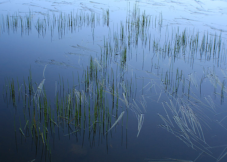 55 Reeds at Picture Lake