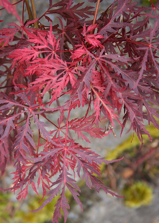 65 Leaves Above Mossy Stone