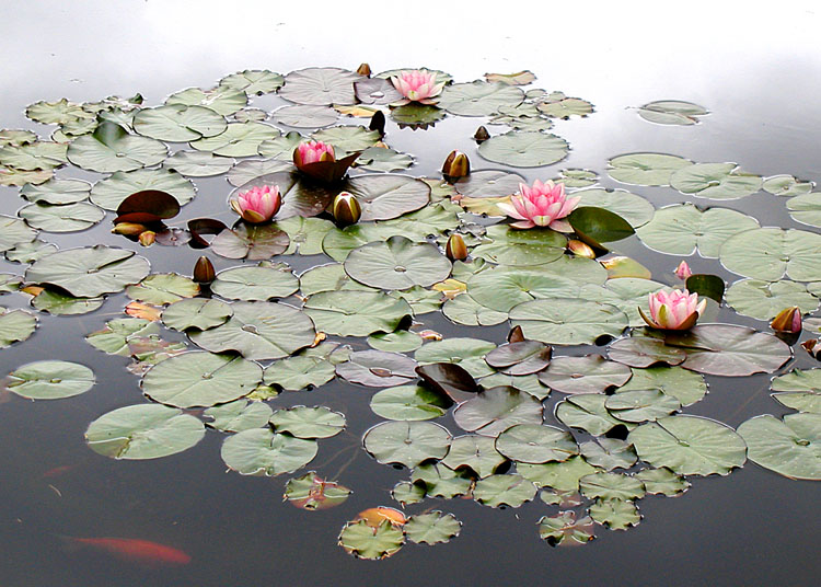 18 lily pond 05