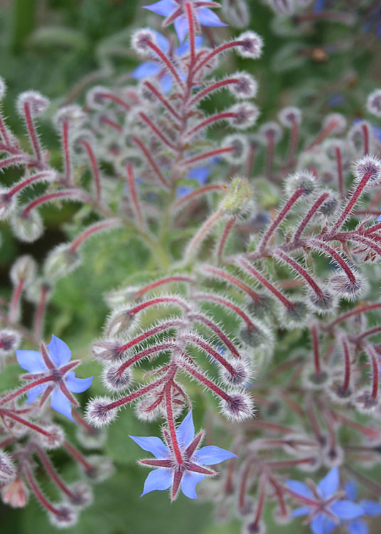 60 borage