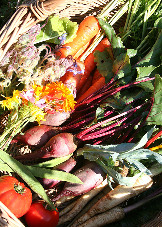 harvest basket