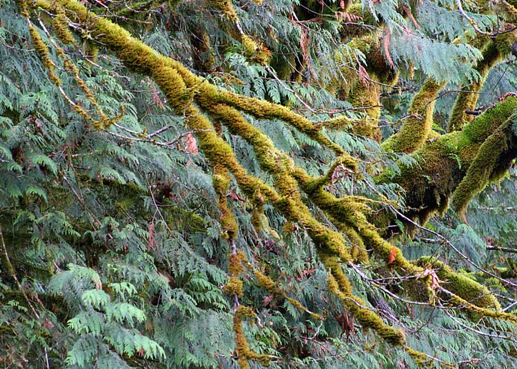 61 moss and cedar